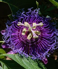 Incense Passiflora Live Plant 4-6 Inch Tall - Fragrant Purple Passionflower Vine - Image 5