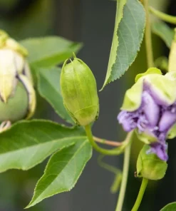 Incense Passiflora Live Plant 4-6 Inch Tall - Fragrant Purple Passionflower Vine - Image 6