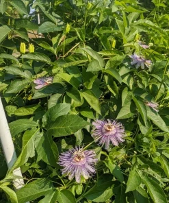 Incense Passiflora Live Plant 4-6 Inch Tall - Fragrant Purple Passionflower Vine - Image 7