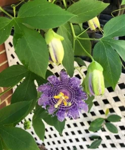 Incense Passiflora Live Plant 4-6 Inch Tall - Fragrant Purple Passionflower Vine - Image 8