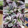 Inchplant Live Plant – Trailing Houseplant for Indoor Decor - Image 1
