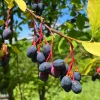 Indian Plum Osoberry Seeds - 15 Oemleria Cerasiformis Shrub Seeds for Outdoor Planting - Image 1