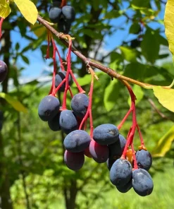 Indian Plum Osoberry Seeds - 15 Oemleria Cerasiformis Shrub Seeds for Outdoor Planting - Image 1