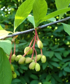 Indian Plum Osoberry Seeds - 15 Oemleria Cerasiformis Shrub Seeds for Outdoor Planting - Image 10