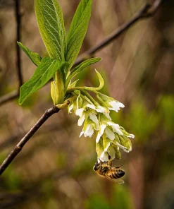 Indian Plum Osoberry Seeds - 15 Oemleria Cerasiformis Shrub Seeds for Outdoor Planting - Image 11