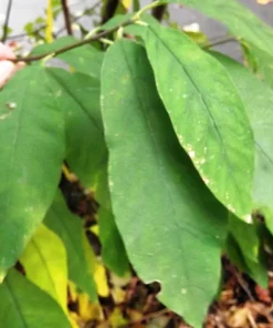 Indian Plum Osoberry Seeds - 15 Oemleria Cerasiformis Shrub Seeds for Outdoor Planting - Image 12