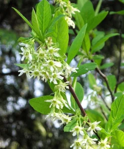 Indian Plum Osoberry Seeds - 15 Oemleria Cerasiformis Shrub Seeds for Outdoor Planting - Image 2