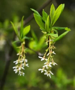 Indian Plum Osoberry Seeds - 15 Oemleria Cerasiformis Shrub Seeds for Outdoor Planting - Image 3