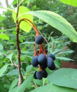 Indian Plum Osoberry Seeds - 15 Oemleria Cerasiformis Shrub Seeds for Outdoor Planting - Image 4