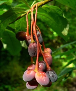 Indian Plum Osoberry Seeds - 15 Oemleria Cerasiformis Shrub Seeds for Outdoor Planting - Image 5