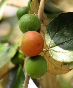 Indian Plum Osoberry Seeds - 15 Oemleria Cerasiformis Shrub Seeds for Outdoor Planting - Image 6
