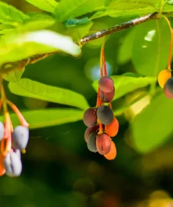 Indian Plum Osoberry Seeds - 15 Oemleria Cerasiformis Shrub Seeds for Outdoor Planting - Image 7