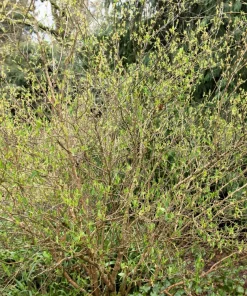 Indian Plum Osoberry Seeds - 15 Oemleria Cerasiformis Shrub Seeds for Outdoor Planting - Image 8