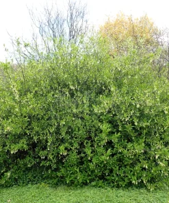 Indian Plum Osoberry Seeds - 15 Oemleria Cerasiformis Shrub Seeds for Outdoor Planting - Image 9