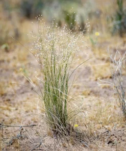 Indian Ricegrass Nezpar Seeds - 500 Count Native Sand Rice Grass Seeds for Zones 3-10 - Image 10