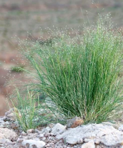 Indian Ricegrass Nezpar Seeds - 500 Count Native Sand Rice Grass Seeds for Zones 3-10 - Image 2
