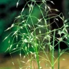 Indian Ricegrass Nezpar Seeds - 500 Count Native Sand Rice Grass Seeds for Zones 3-10 - Image 1