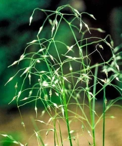Indian Ricegrass Nezpar Seeds - 500 Count Native Sand Rice Grass Seeds for Zones 3-10 - Image 1