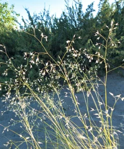 Indian Ricegrass Nezpar Seeds - 500 Count Native Sand Rice Grass Seeds for Zones 3-10 - Image 4