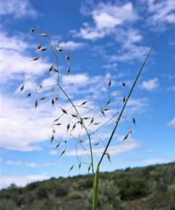 Indian Ricegrass Nezpar Seeds - 500 Count Native Sand Rice Grass Seeds for Zones 3-10 - Image 5