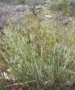 Indian Ricegrass Nezpar Seeds - 500 Count Native Sand Rice Grass Seeds for Zones 3-10 - Image 7
