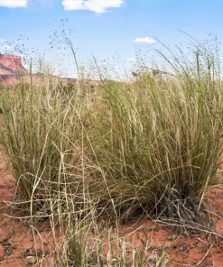 Indian Ricegrass Nezpar Seeds - 500 Count Native Sand Rice Grass Seeds for Zones 3-10 - Image 8
