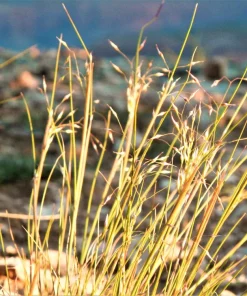 Indian Ricegrass Nezpar Seeds - 500 Count Native Sand Rice Grass Seeds for Zones 3-10 - Image 9