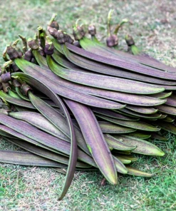 Indian Trumpet Tree Seeds - 20 Oroxylum Indicum Seeds, Pale Pink Flowers, 30-40 Ft Tree - Image 10