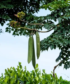Indian Trumpet Tree Seeds - 20 Oroxylum Indicum Seeds, Pale Pink Flowers, 30-40 Ft Tree - Image 11