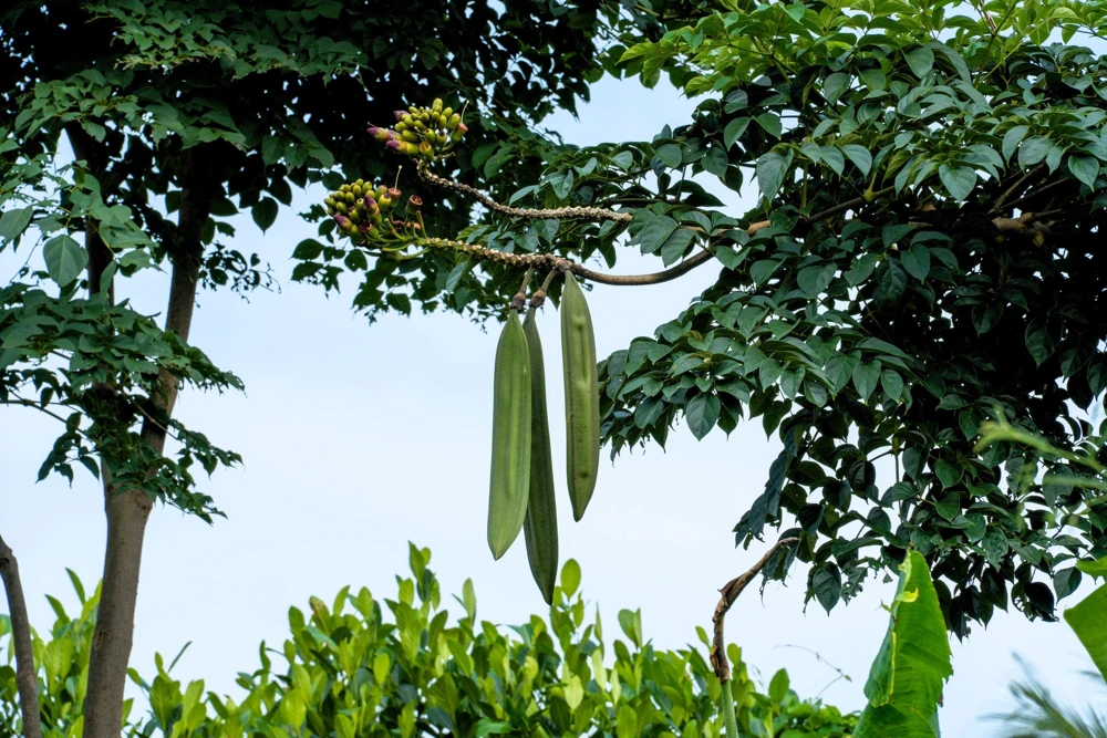 Indian Trumpet Tree Seeds - 20 Oroxylum Indicum Seeds, Pale Pink Flowers, 30-40 Ft Tree - Image 11
