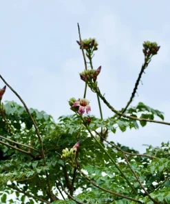 Indian Trumpet Tree Seeds - 20 Oroxylum Indicum Seeds, Pale Pink Flowers, 30-40 Ft Tree - Image 12