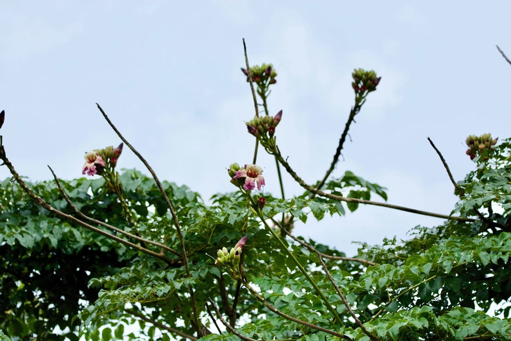 Indian Trumpet Tree Seeds - 20 Oroxylum Indicum Seeds, Pale Pink Flowers, 30-40 Ft Tree - Image 12