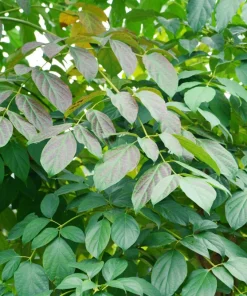 Indian Trumpet Tree Seeds - 20 Oroxylum Indicum Seeds, Pale Pink Flowers, 30-40 Ft Tree - Image 13