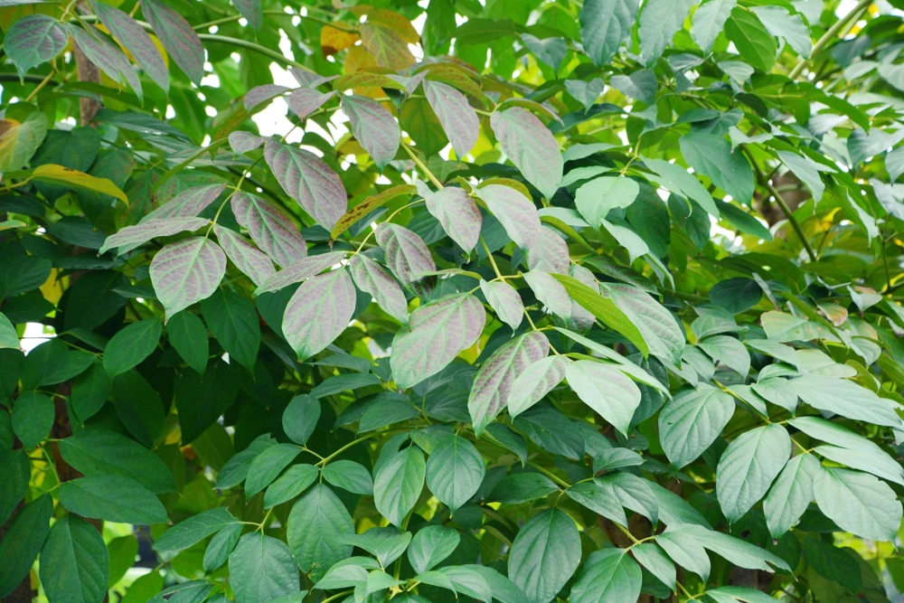 Indian Trumpet Tree Seeds - 20 Oroxylum Indicum Seeds, Pale Pink Flowers, 30-40 Ft Tree - Image 13