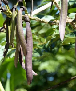 Indian Trumpet Tree Seeds - 20 Oroxylum Indicum Seeds, Pale Pink Flowers, 30-40 Ft Tree - Image 2