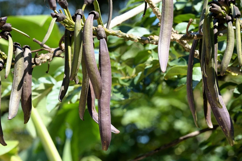 Indian Trumpet Tree Seeds - 20 Oroxylum Indicum Seeds, Pale Pink Flowers, 30-40 Ft Tree - Image 2