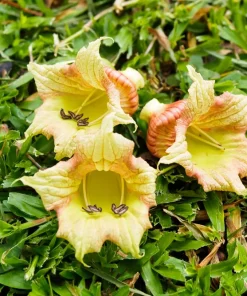 Indian Trumpet Tree Seeds - 20 Oroxylum Indicum Seeds, Pale Pink Flowers, 30-40 Ft Tree - Image 4