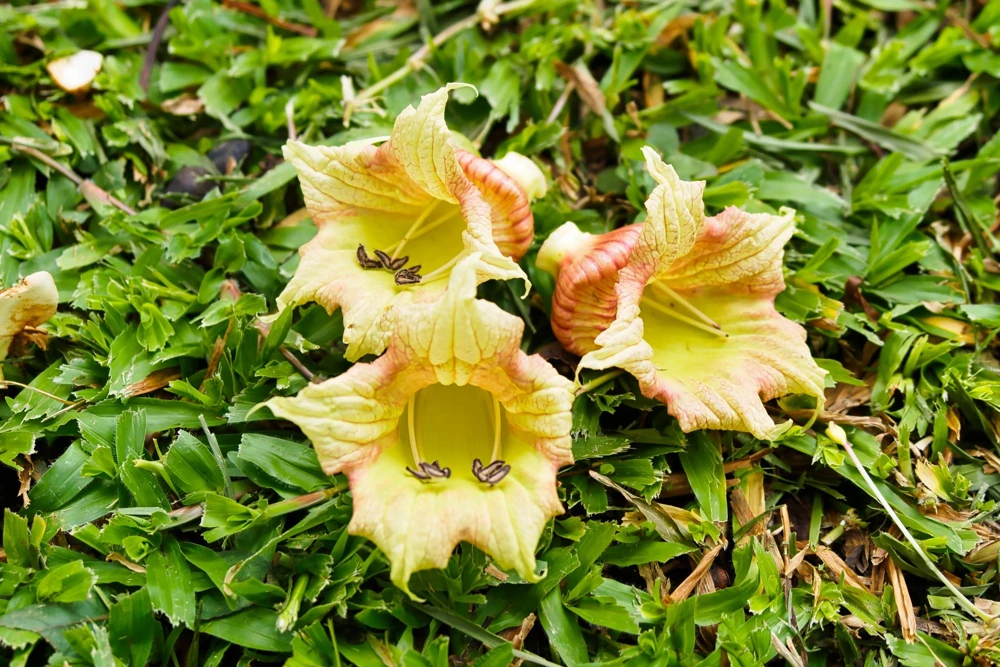 Indian Trumpet Tree Seeds - 20 Oroxylum Indicum Seeds, Pale Pink Flowers, 30-40 Ft Tree - Image 4
