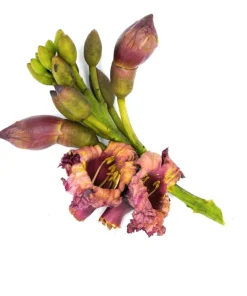 Indian Trumpet Tree Seeds - 20 Oroxylum Indicum Seeds, Pale Pink Flowers, 30-40 Ft Tree - Image 5