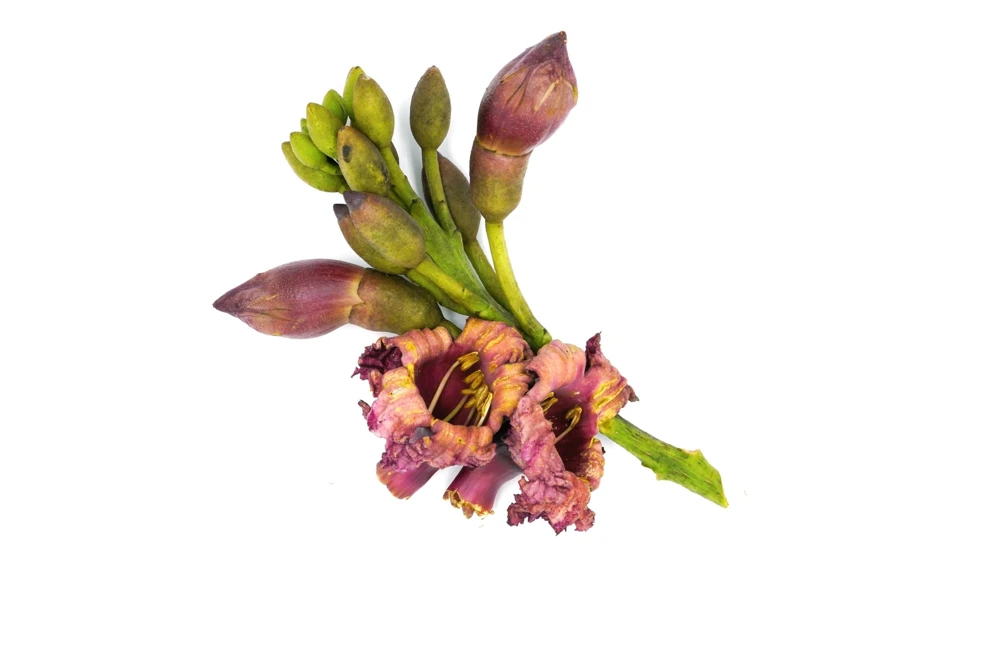 Indian Trumpet Tree Seeds - 20 Oroxylum Indicum Seeds, Pale Pink Flowers, 30-40 Ft Tree - Image 5