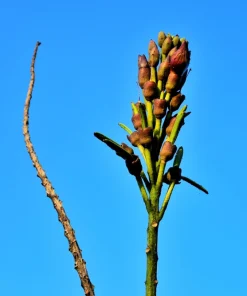 Indian Trumpet Tree Seeds - 20 Oroxylum Indicum Seeds, Pale Pink Flowers, 30-40 Ft Tree - Image 7