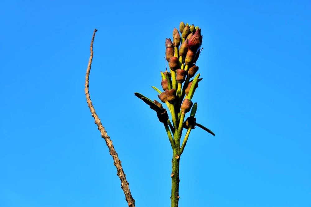 Indian Trumpet Tree Seeds - 20 Oroxylum Indicum Seeds, Pale Pink Flowers, 30-40 Ft Tree - Image 7