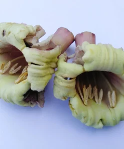 Indian Trumpet Tree Seeds - 20 Oroxylum Indicum Seeds, Pale Pink Flowers, 30-40 Ft Tree - Image 9