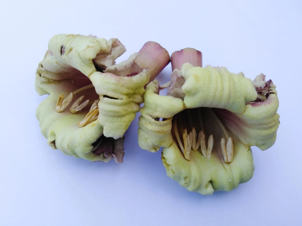 Indian Trumpet Tree Seeds - 20 Oroxylum Indicum Seeds, Pale Pink Flowers, 30-40 Ft Tree - Image 9