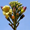 Indian Trumpet Tree Seeds - 20 Oroxylum Indicum Seeds, Pale Pink Flowers, 30-40 Ft Tree - Image 1