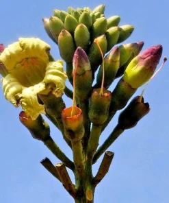 Indian Trumpet Tree Seeds - 20 Oroxylum Indicum Seeds, Pale Pink Flowers, 30-40 Ft Tree - Image 1