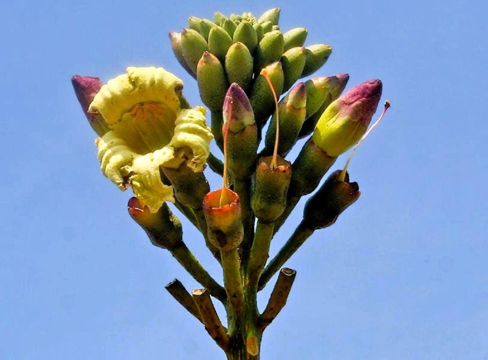 Indian Trumpet Tree Seeds - 20 Oroxylum Indicum Seeds, Pale Pink Flowers, 30-40 Ft Tree - Image 1