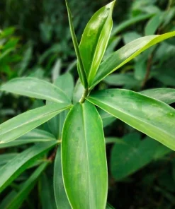 Insulin Plant Cuttings Live Plant - Pack of 7 Fresh Unrooted Cuttings, 5 Inch - Image 2