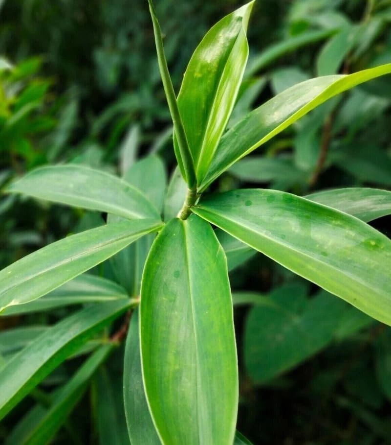 Insulin Plant Cuttings Live Plant - Pack of 7 Fresh Unrooted Cuttings, 5 Inch - Image 2