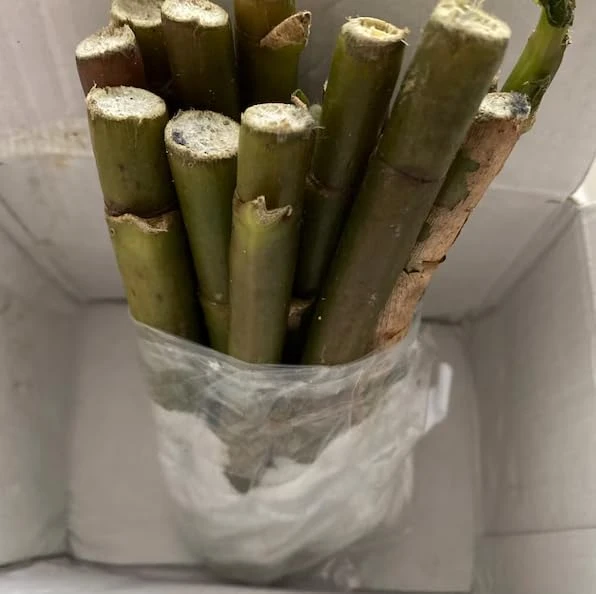 Insulin Plant Cuttings Live Plant - Pack of 7 Fresh Unrooted Cuttings, 5 Inch - Image 3